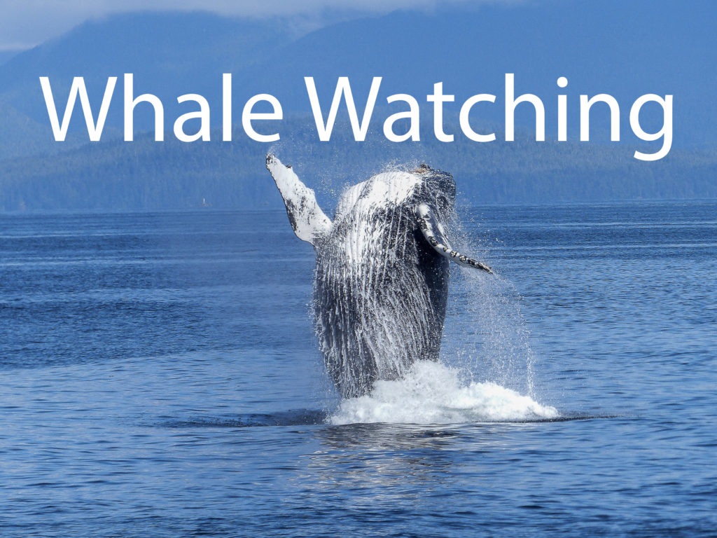 When Can You See Whales In New South Wales? Photographer's Freedom