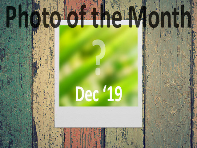 photo of the month december 2019 photographer's freedom