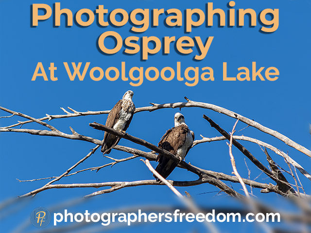 photographing-osprey-at-woolgoolga-lake-photographers-freedom-featured-image